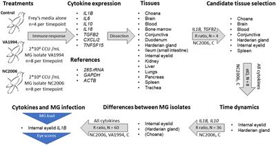 Differing House Finch Cytokine Expression Responses to Original and Evolved Isolates of Mycoplasma gallisepticum